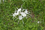 Northern spiderlily